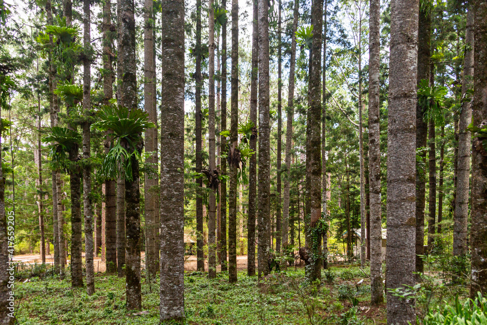 Obraz premium Rainforest on Fraser Island in Queensland, Australia