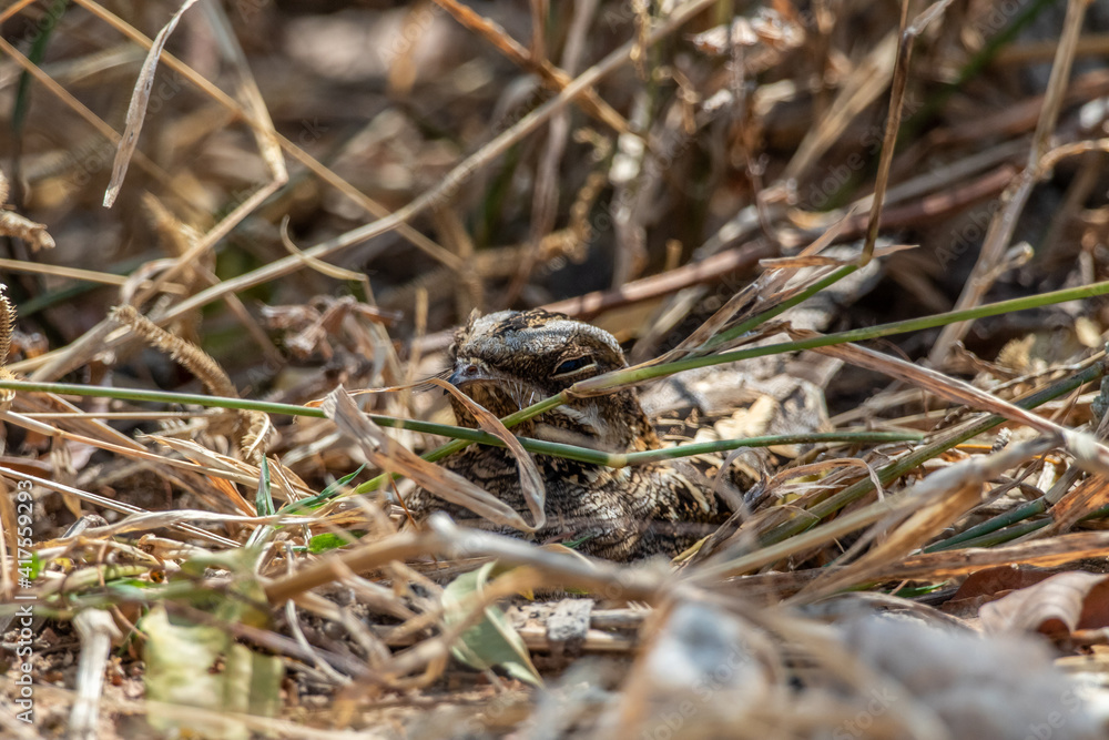 Camouflage with the environment of Indian nightjar Bird