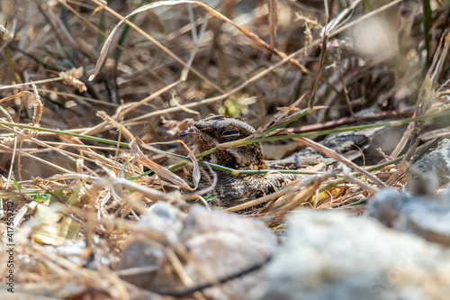 Camouflage with the environment of Indian nightjar Bird