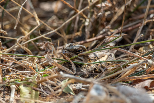 Camouflage with the environment of Indian nightjar Bird