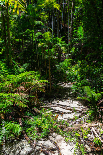 Rainforest on Fraser Island in Queensland, Australia © Julia Hermann