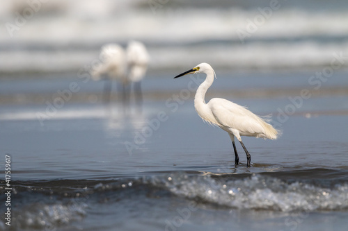 Little Egret (Egretta Garzetta) Looking For Food On The Shore © wonderisland