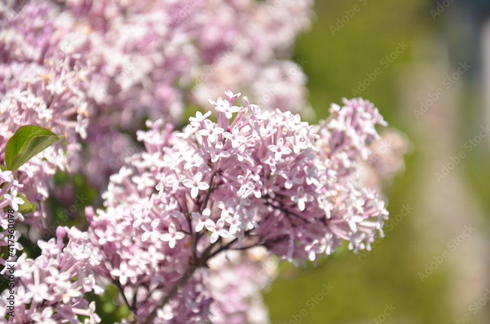 Beautiful Japanese flower Beautiful Japanese flower