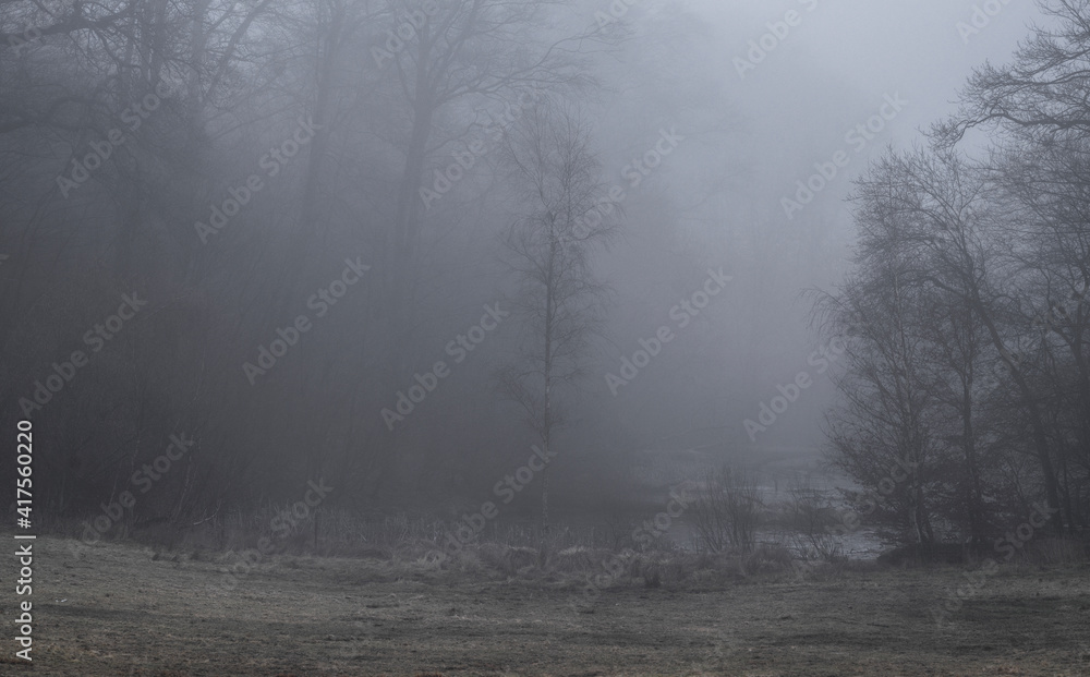 Ryetskov (forest) in the fog Ryetskov (forest) in the fog
