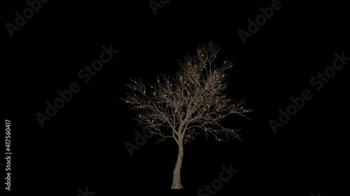 Apple Tree timelapse growing and blossoming, Luma Matte