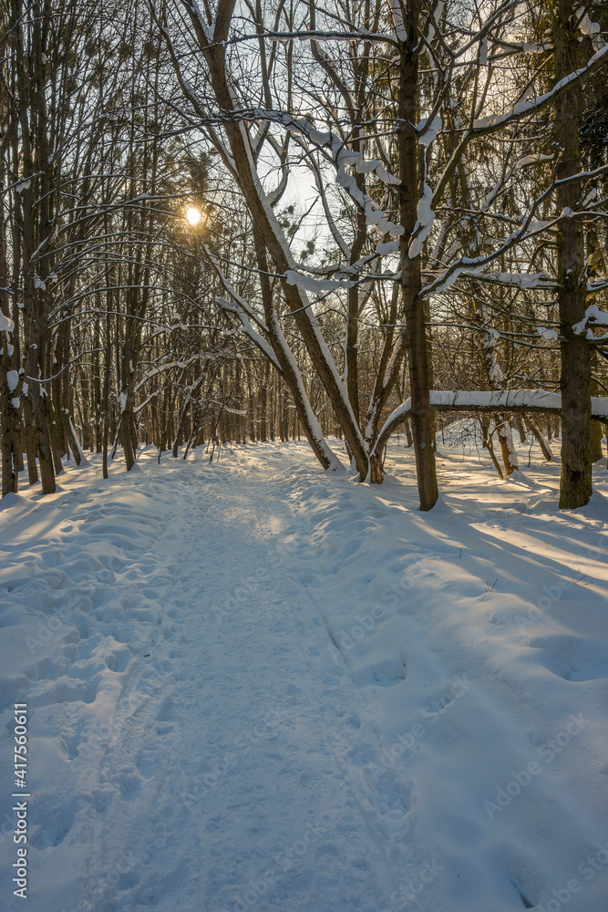 Sunny day in the frosty forest in the winter season. Landscape with forest and perfect sunlight with snow and clean sky. Beatuful contrast of snow shapes and shadows Sunny day in the frosty forest in the winter season. Landscape with forest and perfect sunlight with snow and clean sky. Beatuful contrast of snow shapes and shadows