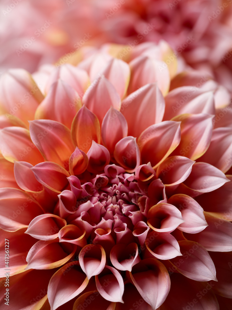 Beautiful pink dahlia flower close up Beautiful pink dahlia flower close up