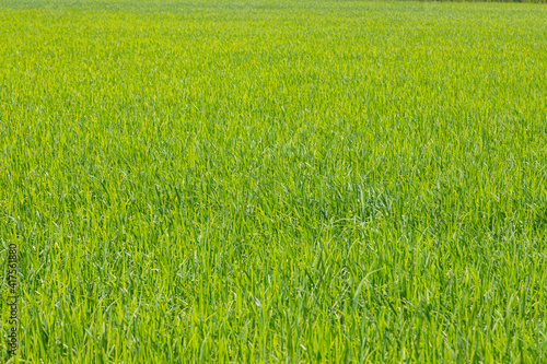 Fototapeta Naklejka Na Ścianę i Meble -  landscape rice green field agriculture