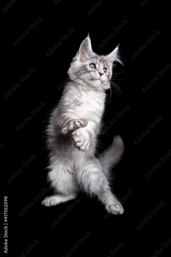 playful silver tabby maine coon kitten dancing on black background with copy space playful silver tabby maine coon kitten dancing on black background with copy space