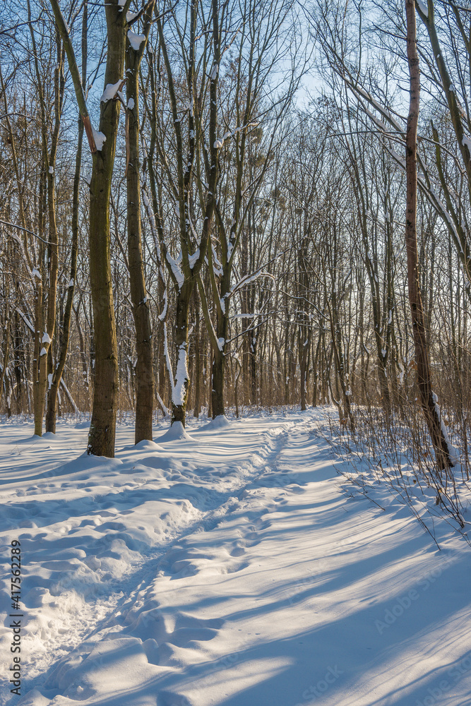 Sunny day in the frosty forest in the winter season. Landscape with forest and perfect sunlight with snow and clean sky. Beatuful contrast of snow shapes and shadows Sunny day in the frosty forest in the winter season. Landscape with forest and perfect sunlight with snow and clean sky. Beatuful contrast of snow shapes and shadows