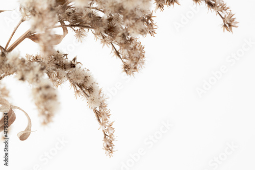 Dry fluffy star shape little romantic flowers branch with vintage effect and place for text on light background macro
