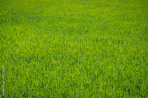 landscape rice green field agriculture