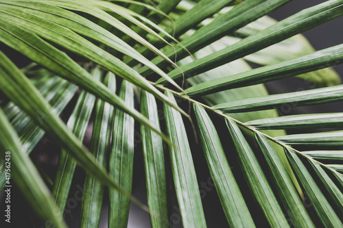 close-up of palm leaves from a plants in pots indoor by the window shot at shallow depth of field