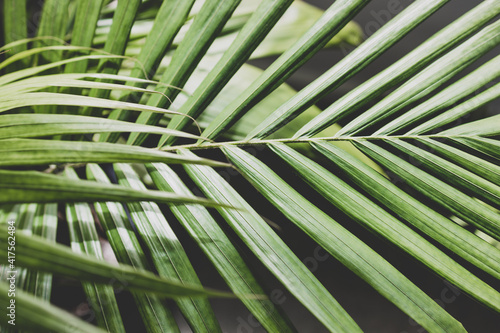 close-up of palm leaves from a plants in pots indoor by the window shot at shallow depth of field photo