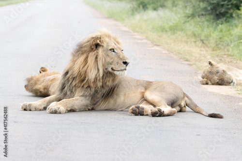 Kruger National Park  male lion lying in the road