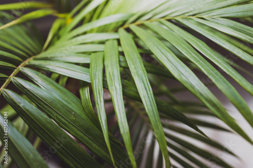 close-up of palm leaves from a plants in pots indoor by the window shot at shallow depth of field