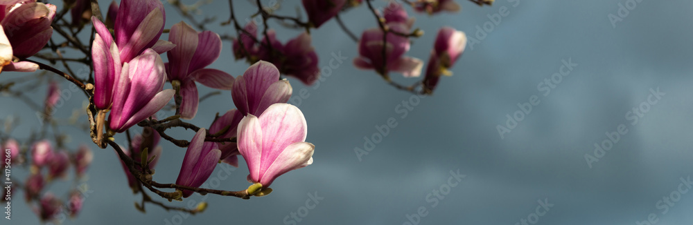 Panorama de fleurs roses de magnolia sur le bord, sur fond de ciel orageux en lumière naturelle Panorama de fleurs roses de magnolia sur le bord, sur fond de ciel orageux en lumière naturelle