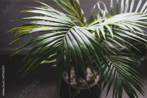close-up of palm leaves from a plants in pots indoor by the window shot at shallow depth of field photo