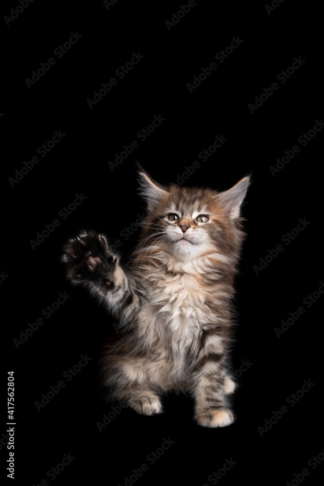 cute and playful calico maine coon kitten playing raising paw on black background with copy space cute and playful calico maine coon kitten playing raising paw on black background with copy space
