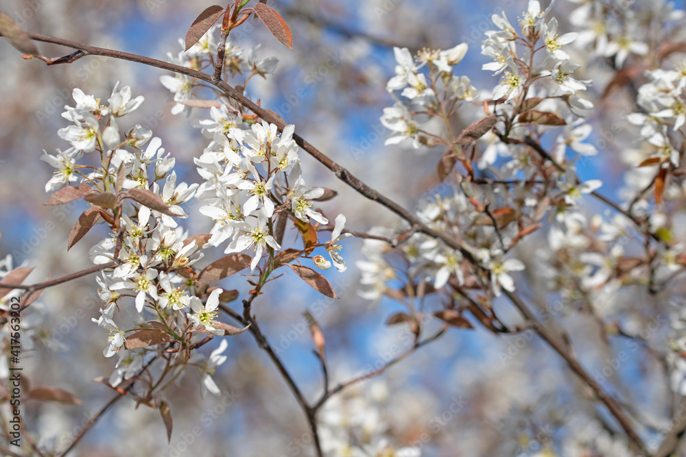 Blühende Felsenbirne, Amelanchier, im Frühling Blühende Felsenbirne, Amelanchier, im Frühling