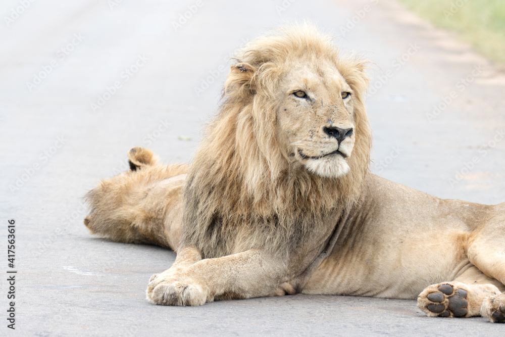 Kruger National Park: male lion in middle of road Kruger National Park: male lion in middle of road