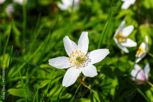 Close up at a Wood anemone flower on a meadow
