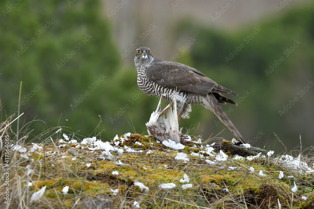 Fototapeta premium Azor en el suelo se come una presa