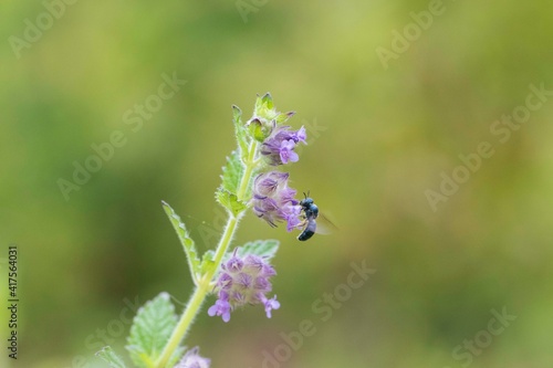 Fototapeta Naklejka Na Ścianę i Meble -  bee on a flower