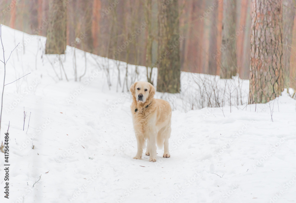 White Golden Retriever in the Snow in Latvia White Golden Retriever in the Snow in Latvia
