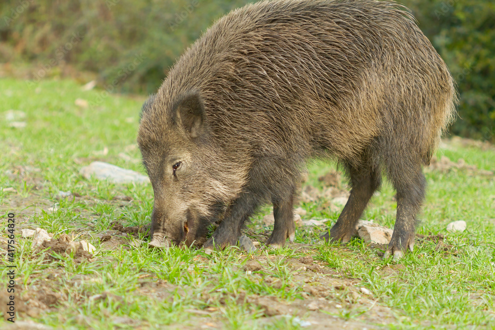 Wild boar (Sus scrofa), mammal eating fresh grass in the meadow with green background Wild boar (Sus scrofa), mammal eating fresh grass in the meadow with green background
