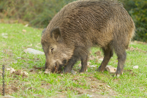 Wild boar (Sus scrofa), mammal eating fresh grass in the meadow with green background