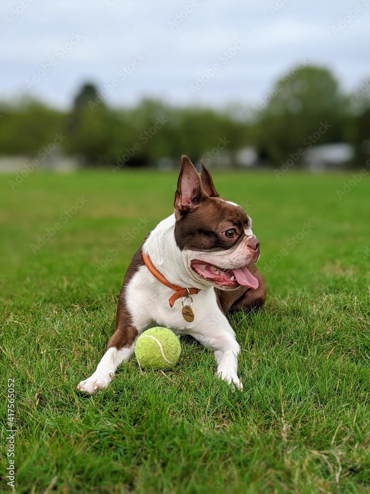 Boston Terrier in park playing with ball
