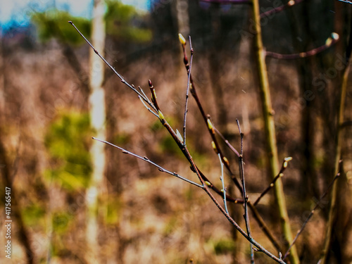 young leaves on a branch in spring
