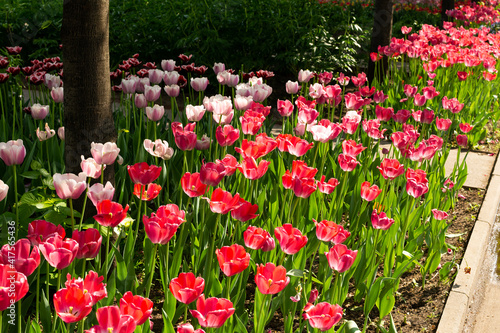 Fototapeta Naklejka Na Ścianę i Meble -  Garden with amazing red tulips, tulip flower bed
