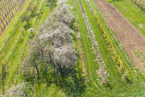Bird's eye view of blooming cherry trees near Wiesbaden / Germany on a sunny spring day 