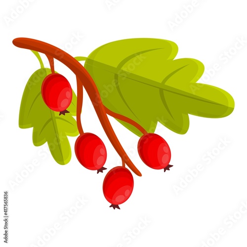 Branch hawthorn icon. Cartoon of branch hawthorn vector icon for web design isolated on white background