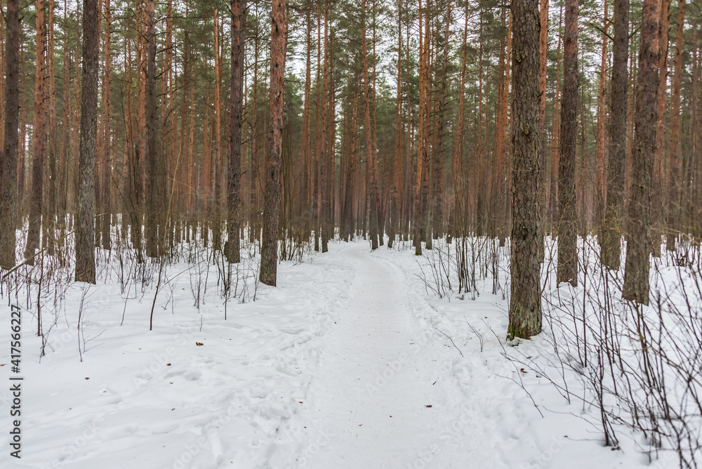 Fototapeta premium Snowy Path in a Pine Forest in Northern Europe