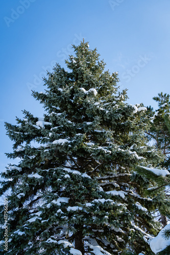Blue Christmas tree against blue winter sky. Branches of Christmas tree in snow. Close-up. Evergreen landscaped garden in winter. Sunny February day. Nature concept for landscape design. © AlexanderDenisenko