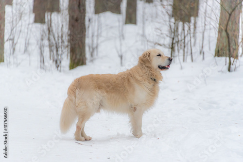 White Golden Retriever in the Snow in Latvia © JonShore