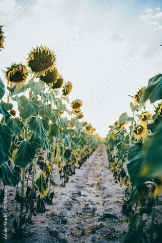 detail of a field of sunflowers