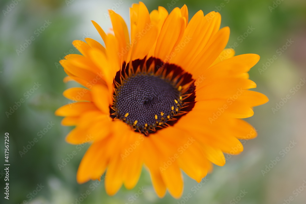 Obraz premium ベリジュウム