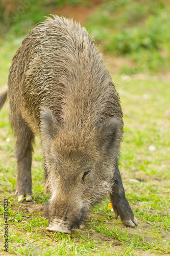 Wil boar ( Sus scrofa), winter-fur mammal eating grass in the meadow