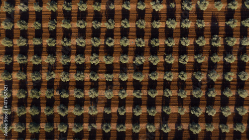 Aerial drone view of a olive trees plantage for the production of olive oil near Antequera, Andalusia, south Spain. Olive tree fiel seen from above