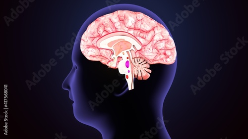 3d illustration human body brain anatomy.