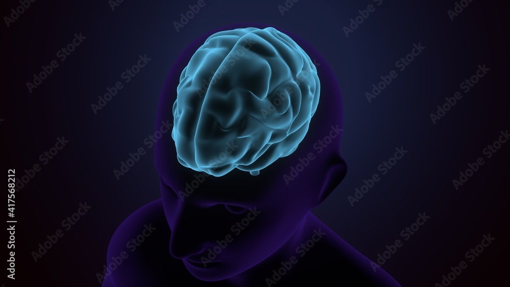 3d illustration of human body brain anatomy. Stock Illustration | Adobe ...
