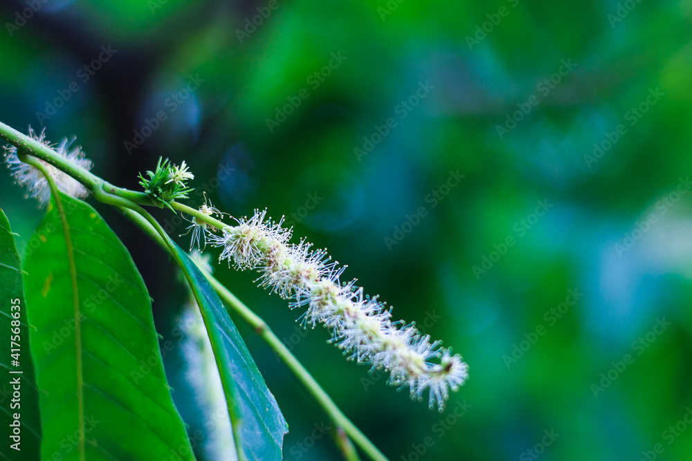 배경으로 사용하기 좋은 꽃 이미지(A flower image great for use as a background)