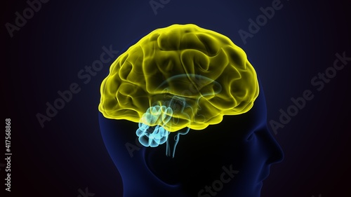 3d render of of a transparent human brain anatomy.