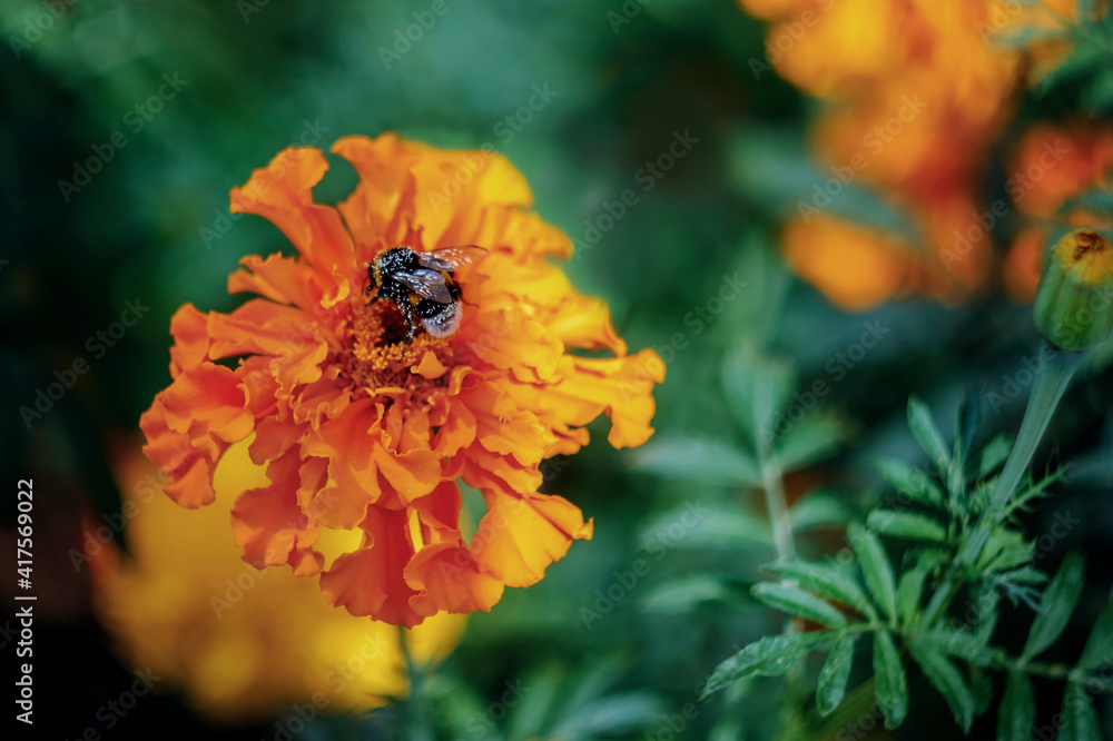 A bumblebee collects a nectar from a orange flower on a green background