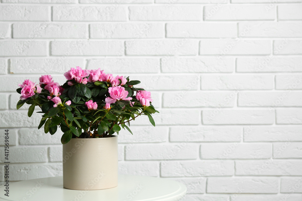 Naklejka premium Beautiful Azalea flower in plant pot on white table against brick wall, space for text. House decor