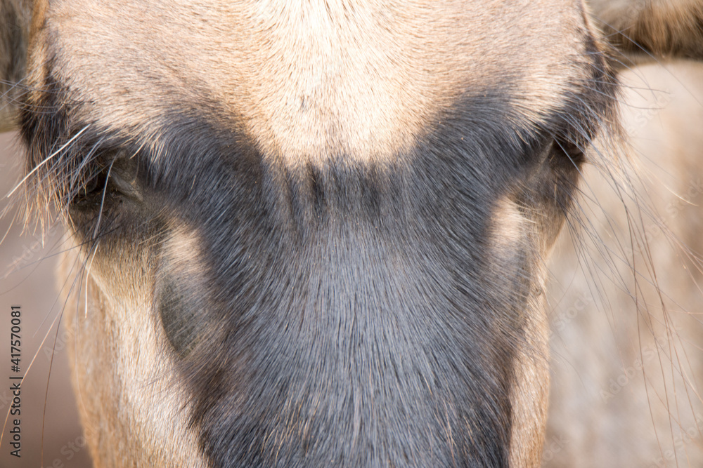 Kruger National Park: closeup of head of wildebeest calf Kruger National Park: closeup of head of wildebeest calf